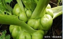 榨菜|美食地理:中国哪里的咸菜最好吃?