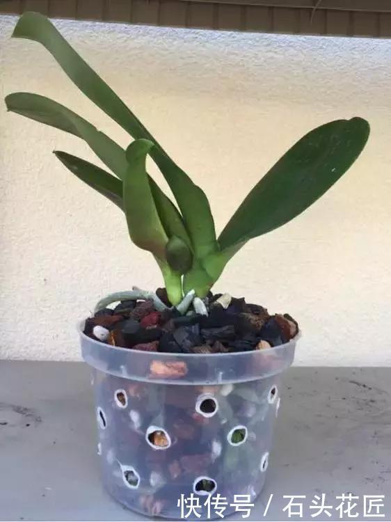 养好|养好“蝴蝶兰”有3个关键点,做对了“根系旺”,冬季开花多