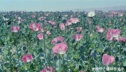  全球|全球最大的罂粟产区：占全球产量80% 可直接影响世界价格