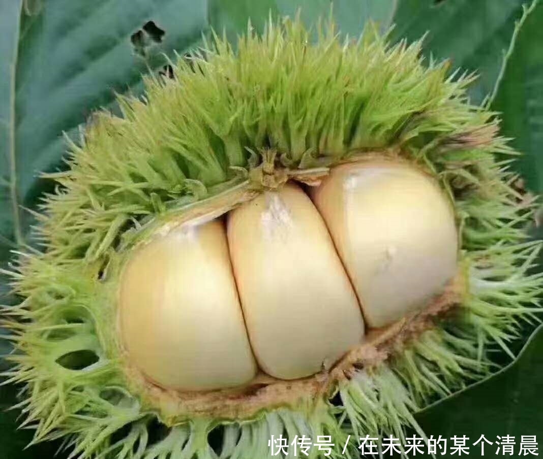 农户|季节性的农作物,农户抢着采收,拿着竹竿打,其实果子青最好吃