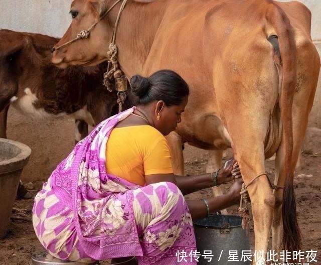 到底|印度,到底让不让吃牛肉?|地球知识局