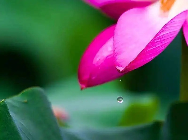 程酒|两种失传的神秘名酒