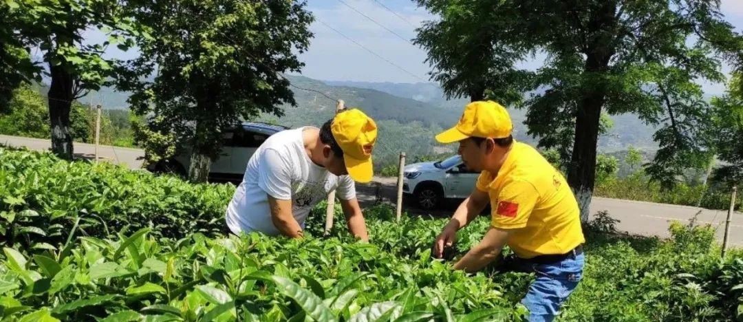 交流|乌龙红茶工艺交流