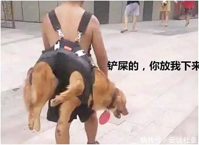 男子|金毛狗狗浪野了不愿回家,男子一个举动路人笑喷,狗:太丢狗了!