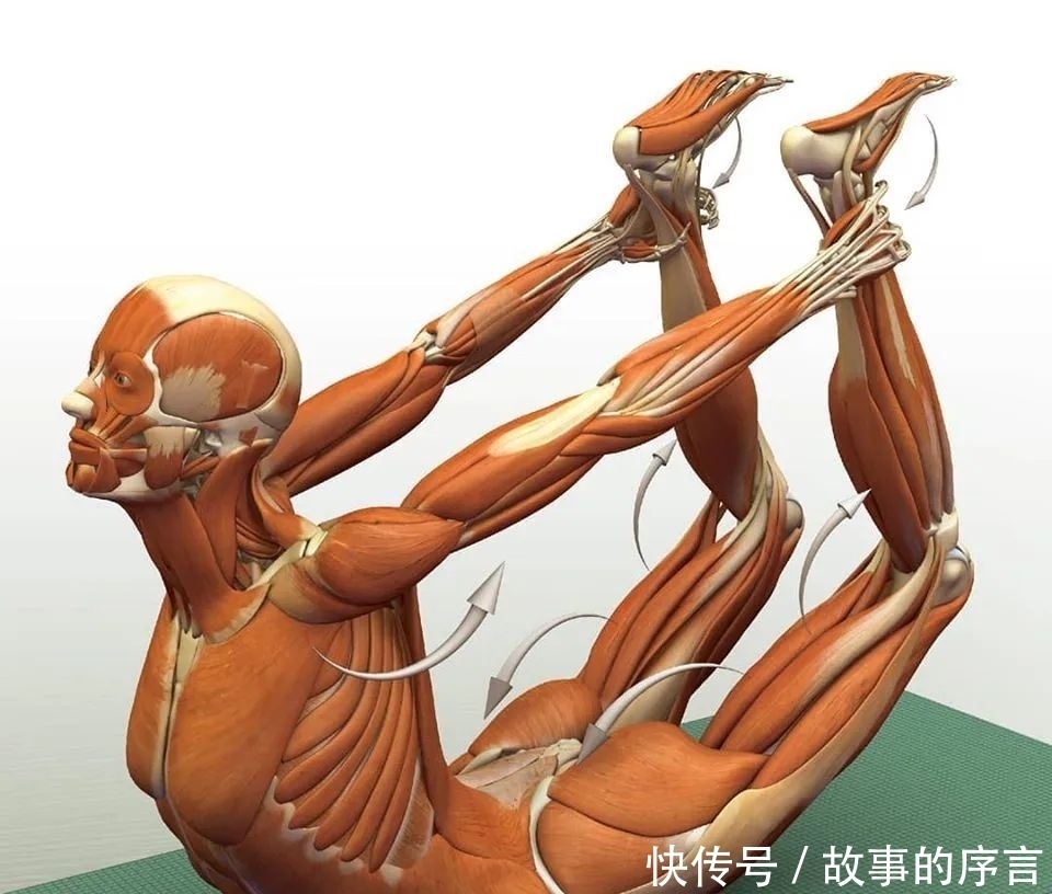  正位|28个常见瑜伽体式解剖图，正位、发力一目了然（收藏级！）