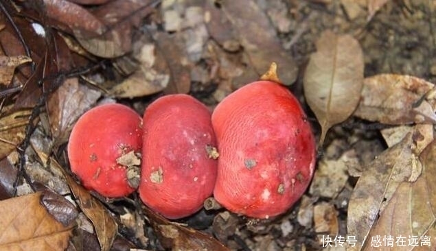 漫山遍野|在农村漫山遍野的东西,在城市竟卖几十上百一斤!