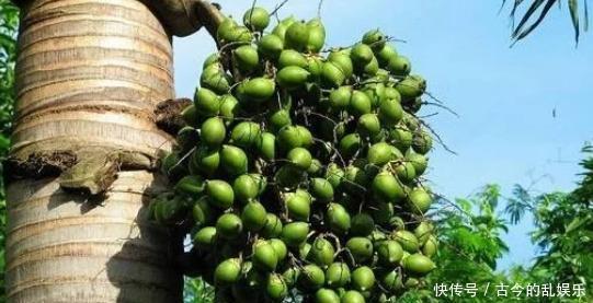 喜欢吃槟榔|美国全面禁售的食物,却让中国6000万人吃上瘾,看完你还敢吃吗?