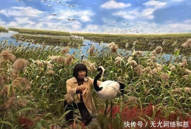  坚守|一家三代人，两人为保护丹顶鹤牺牲，至今后代仍坚守“护鹤”使命