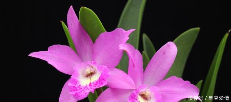  财神|8月开始财神请进门，赚得到钱，子孙满堂的四大生肖