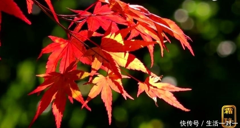 有个|我与秋天有个约定