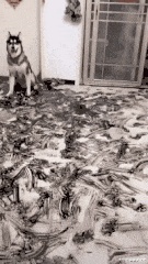  求生欲|搞笑GIF：这老鼠的求生欲还很强么