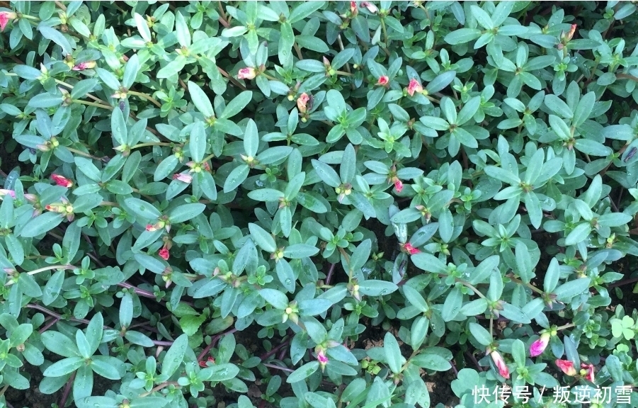  农村|见到“它”后，只摘叶子就好了，注意别拔根，越拔越少