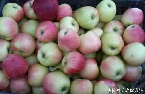 学会|苹果好吃难挑选?学会几个挑选技巧,买的苹果个个脆甜又好吃