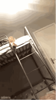 真的|搞笑GIF：我差点就真的以为你是在照镜子了