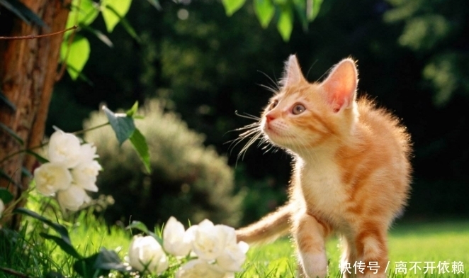 本草纲目|古人为何不吃猫肉?原来李时珍的《本草纲目》早已有了记载