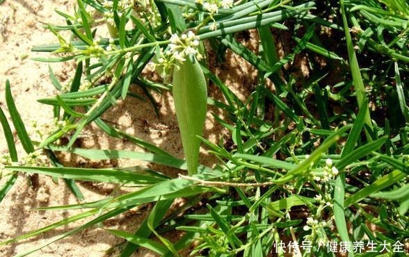 地梢瓜|它素有“钙王”之称,口感香脆美味,栽培前景广阔!