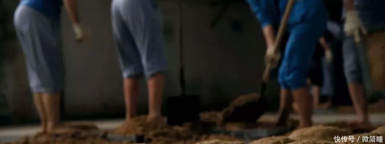  年轻|茅台酒踩曲为什么一定要年轻女子来踩?