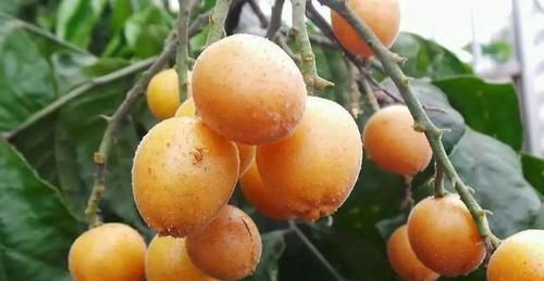 余甘果|南方特有的几种水果,作为南方人也认不出,北方人连听都没听过