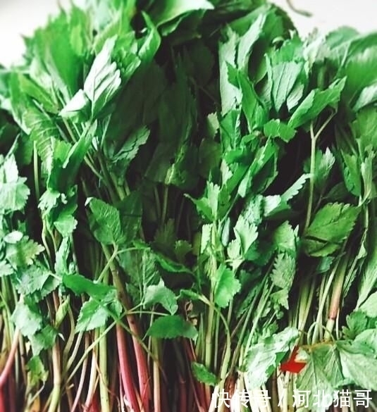  美味|「水芹菜馅饺子」品野菜美味，尝初夏清香