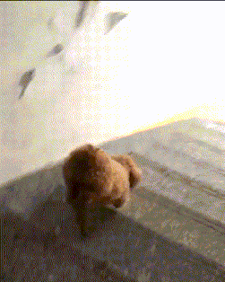 身轻如燕|搞笑GIF趣图:小泰迪,你走路的方式很特别,一看就身轻如燕!