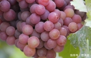 腹泻|秋天爱吃葡萄的要注意，虽然好处多多，但有几类人不能吃