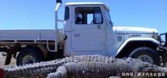 罗丽|世界上最大的鳄鱼,菲律宾罗丽鳄鱼身长6.17米