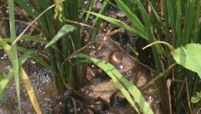 吃货|“藏”在稻田里的4种美味,不是只有稻花鱼,全吃过的,才算吃货