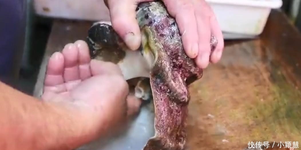 螺肉|米其林厨师用刀“豪取”螺肉,渔民看到后怒了:不懂就别瞎做!