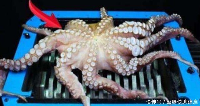 粉碎机|老外在粉碎机里放章鱼,30秒后场面失控,章鱼:我做错了什么?