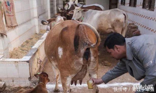 神奇|为什么印度人都爱喝“牛尿”,它真的这么神奇吗