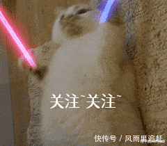  夏天|夏天对狗做这几件事，小心狗命不保