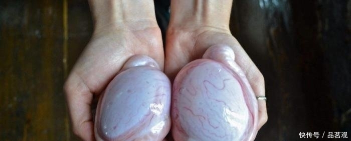 生蚝干|东北“大硬菜”被吐槽没南方硬,东北人不服气你们有啥货尝尝