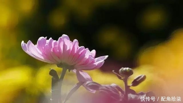  祖先|清明为什么要祭祖？这是我听过最好的答案