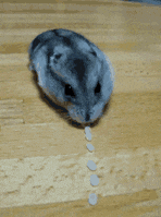 GIF|搞笑GIF：小家伙我还治不了你了