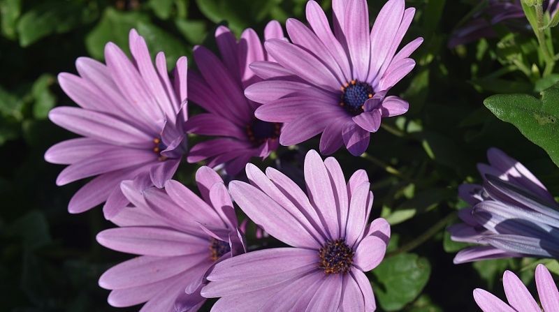  下半年|3生肖下半年运势好转，7月霉运一扫而空，8月喜事纷至沓来