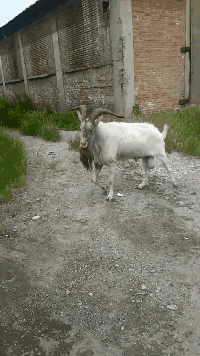 可行|搞笑GIF：妹子这一招，抓苍蝇可行吗？