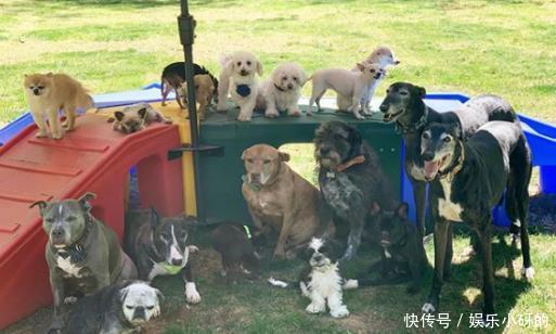 洪水|洪水来袭,夫妻放弃全部家当,只救出一群狗狗……