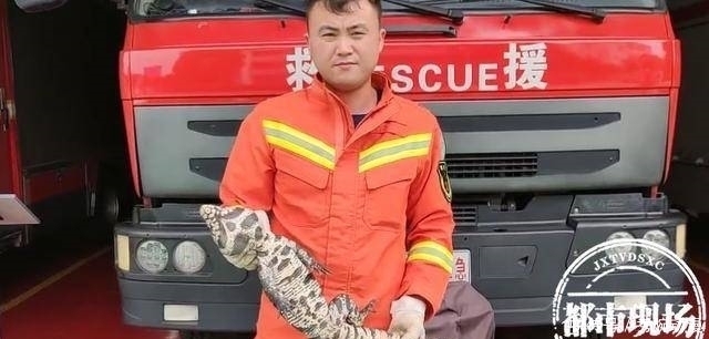  抓捕|体长近1米幼儿园惊现大型蛇类动物，抓捕时不断发出嘶叫