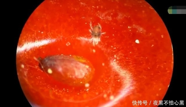显微镜|男子将草莓在显微镜下放大一百倍,接下来的一幕让所有人傻眼了
