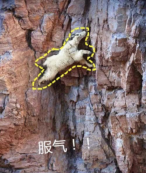  仔细|男子登山发现不明生物，仔细一看后不淡定，真是攀岩的大神