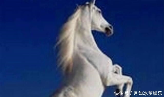 赤兔马|中国的八匹名马, 除了赤兔马, 你还知道其它的吗