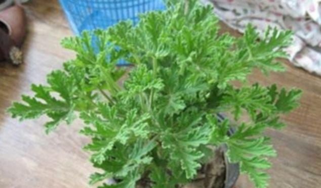 夏天|这4种植物是“蚊子克星”,随便在卧室摆一盆,夏天“不用愁”