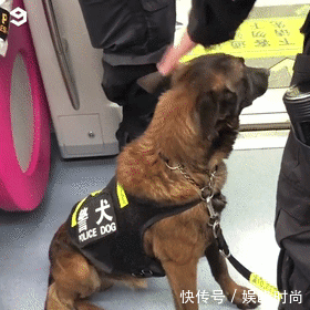  地铁|带狗上地铁会发生什么事情？狗子：我可爱了，也被撸秃了