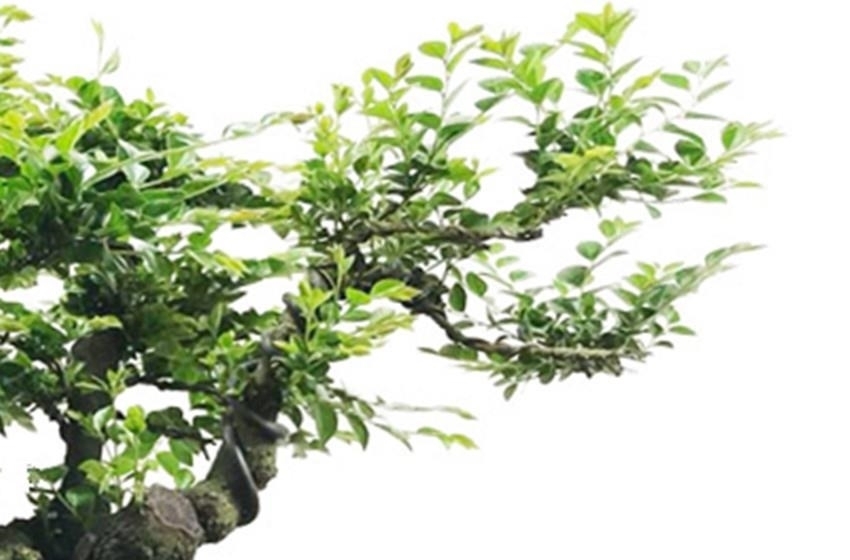 有钱人|此花自古以来就是帝王之木,镇宅之宝,有钱人都养它