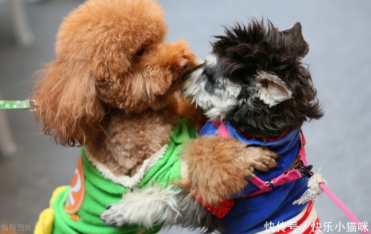  惩罚|总这样惩罚泰迪，你觉得你不会失去它吗？