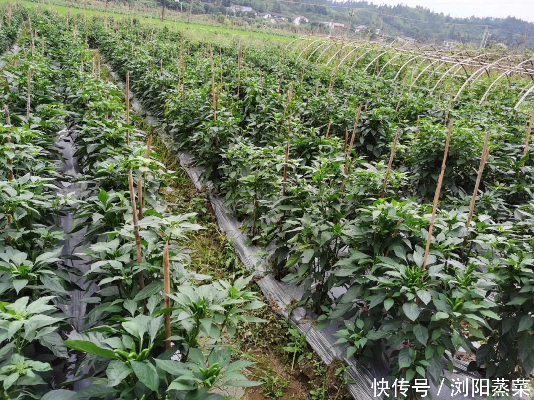 食材|小碗菜加盟:未来最有发展潜力的餐饮项目!