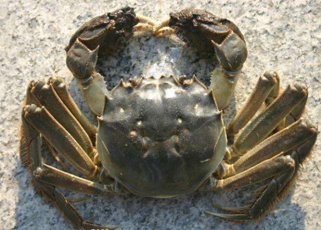 渔民|渔民抓到一只奇怪的螃蟹,外壳软乎乎轻轻一按就陷下去,像个水泡