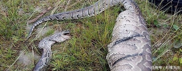 卡死|巨蟒过铁栅栏时被卡死,观察后才知原来是贪吃惹的祸!