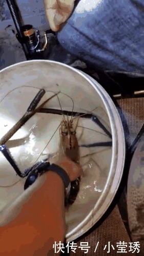 珠江|祸害”湄公河的巨虾来了珠江钓起“大虾”,一桶装不下