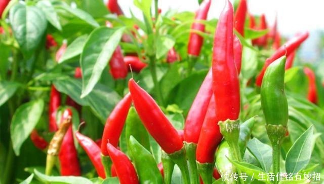 谓之|湖南十大名菜,全吃过算是怕不辣,不怕辣,辣不怕